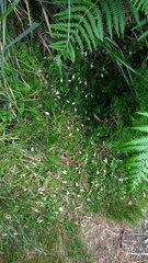Mazus alpinus