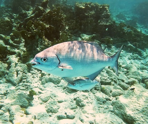 Bermuda sea chub (Kyphosus bigibbus) — Kyphosidae