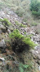 Ligustrum morrisonense