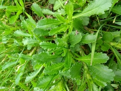 Leucanthemum vulgare