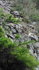 Ligustrum morrisonense