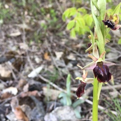 Ophrys mammosa