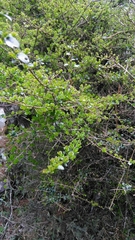 Ligustrum morrisonense