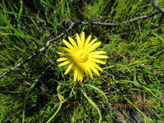 Ursinia tenuifolia