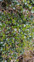 Ligustrum morrisonense