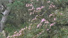 Rhododendron rubropilosum