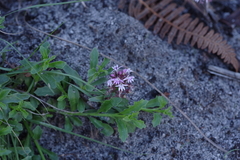 Lobelia jasionoides