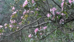 Rhododendron rubropilosum