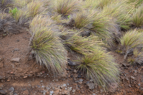 rock fescue