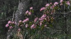 Rhododendron rubropilosum