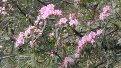 Rhododendron rubropilosum