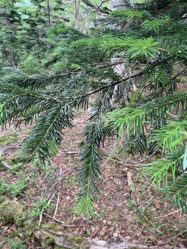 Abies veitchii iNat (3)