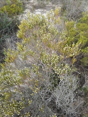 Phylica cephalantha