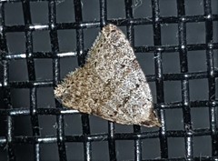 Tolpiodes oligolasia