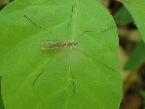 Pseudolimnophila australina