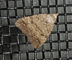 Tolpiodes oligolasia