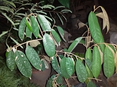 Elaeagnus reflexa