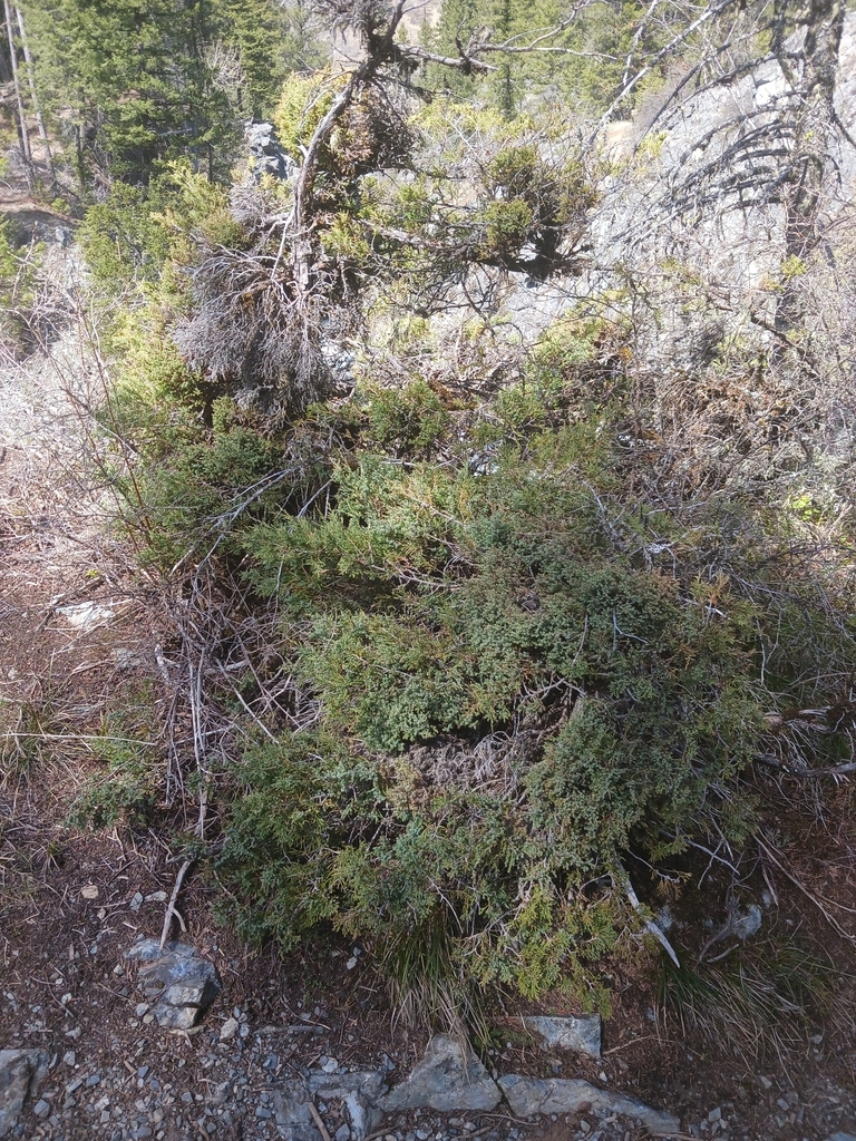 junipers from Wallowa Lake Trail Head, Oregon 97846, USA on April 23 ...