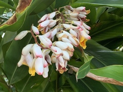 Alpinia nutans