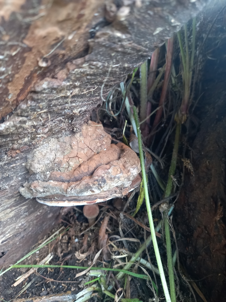 Ganoderma australe · April 2024 · photo: © amoxiconclav (iNaturalist, cc-by)