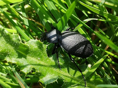 Leather Beetle, Friesland, NL, photo 7 of 10
