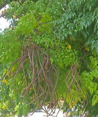 Radermachera sinica