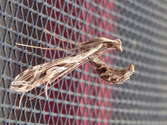 Lineodes integra