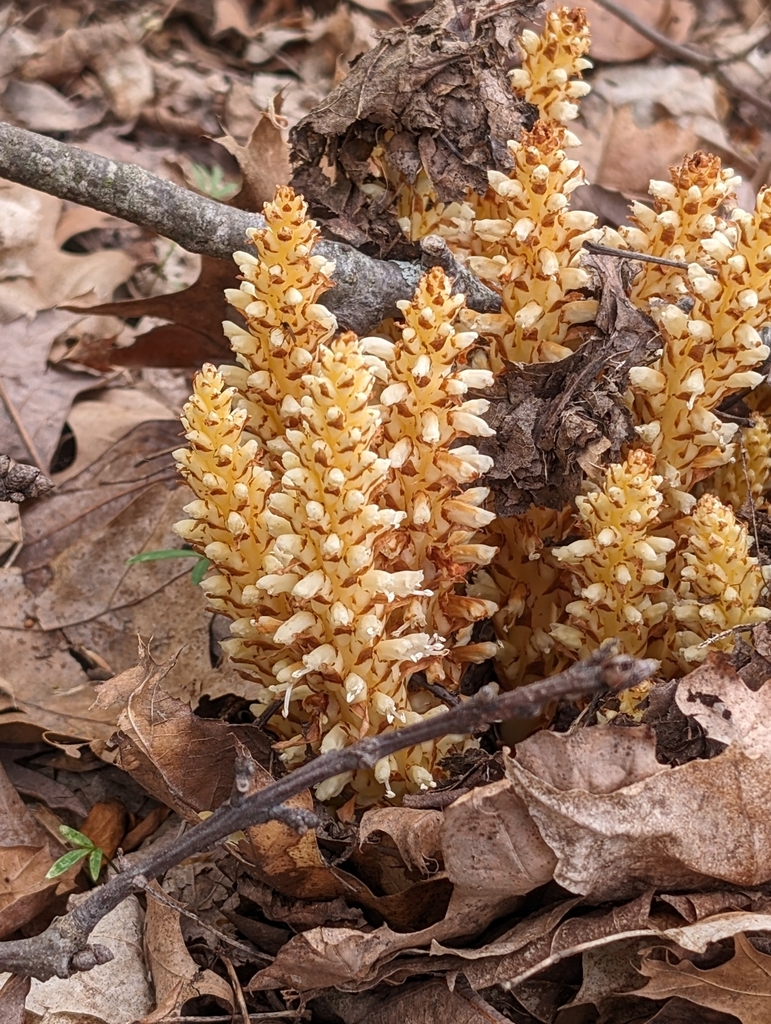 American cancer-root from Madison Township, IN 47250, USA on April 23 ...