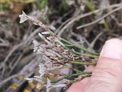 Limonium longifolium