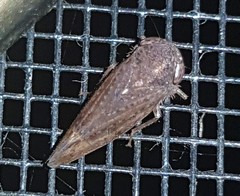 Tartessini