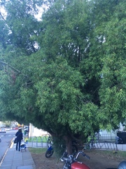 Podocarpus salignus