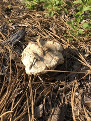 Neolentinus ponderosus