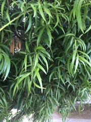 Podocarpus salignus