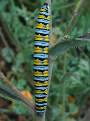 Pontia sisymbrii