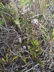 Limonium longifolium