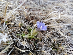 Gentiana dshimilensis