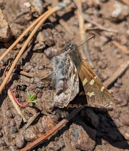 Short-tailed Skipper