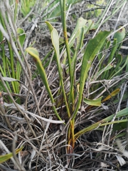 Limonium longifolium