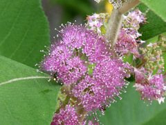 Callicarpa nudiflora