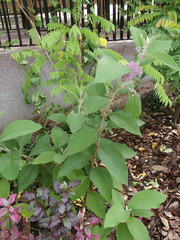 Callicarpa nudiflora