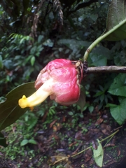 Drymonia coccinea