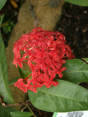 Ixora congesta