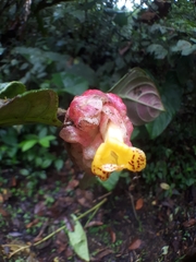 Drymonia coccinea