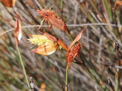 Willdenowia glomerata