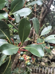 Machilus chekiangensis
