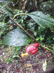 Drymonia coccinea