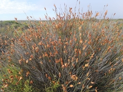 Willdenowia glomerata