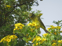 Crithagra sulphurata