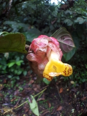 Drymonia coccinea