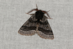 Anthela tetraphrica